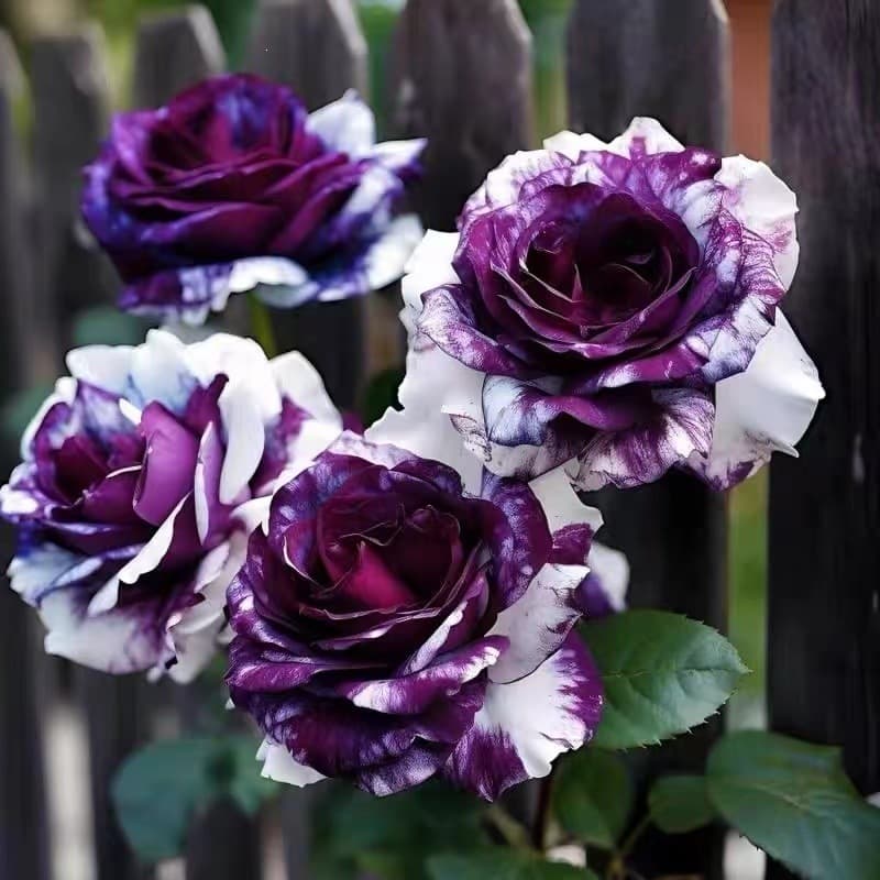 Rose seedlings, old stumps, potted green plants, rose bushes, old roots, indoor and outdoor balconies, courtyards, extra-large flowers, all year round