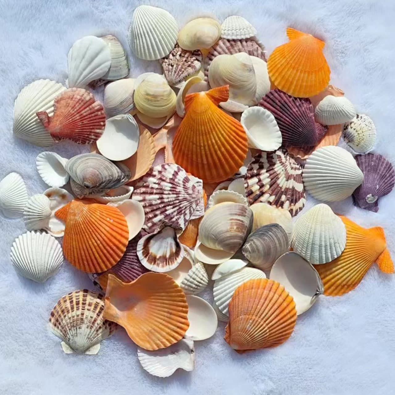 Natural seashells, conches, starfish, sea urchin shells, kindergarten DIY crafts, seashell photo frames, fish tank landscaping, large conch shells