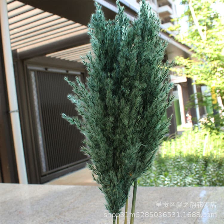 Small reed dried flowers, real flowers, wholesale from manufacturers; small reed pampas dried flower bouquets; Nordic wedding decorations.