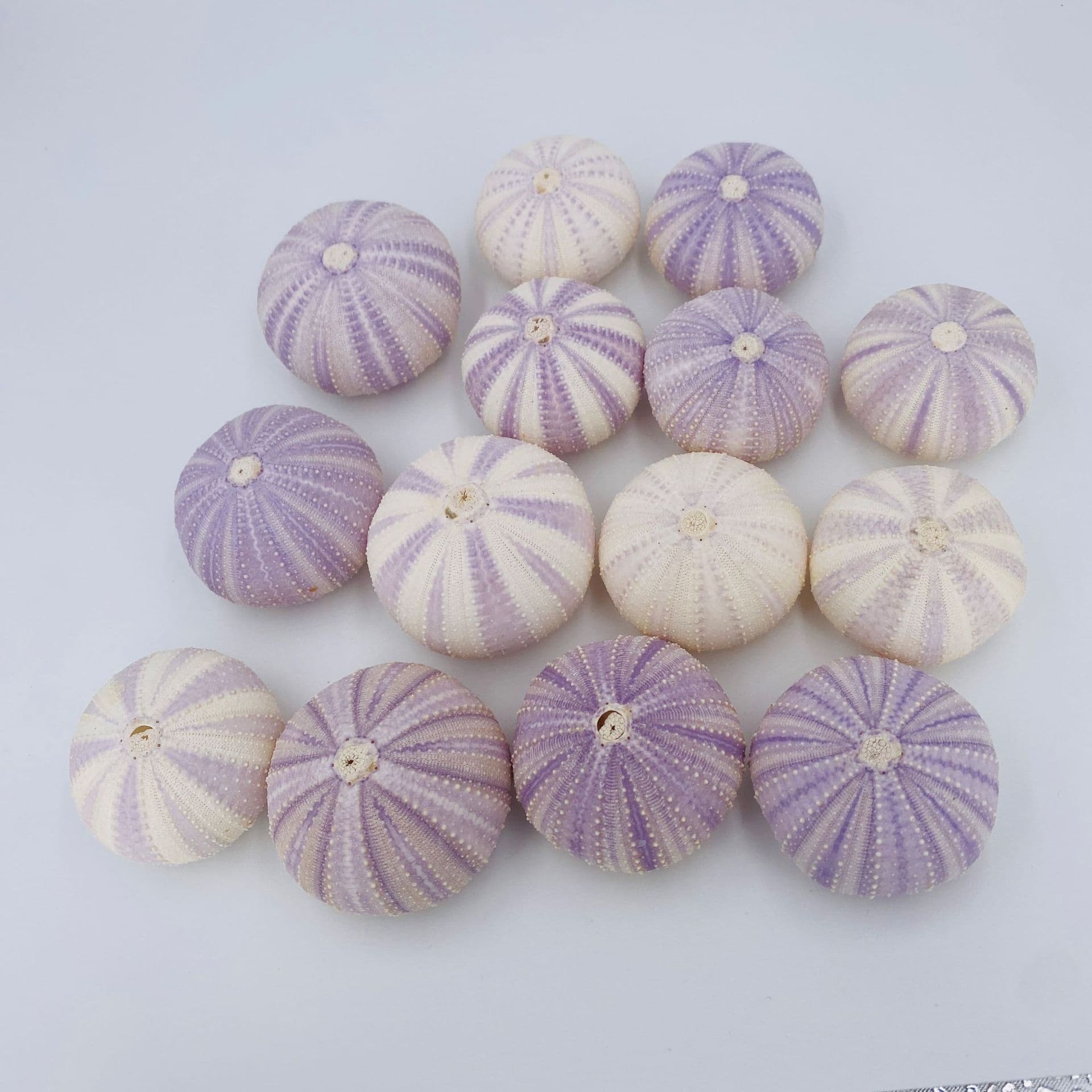 Natural Purple Sea Urchin Core Shell Snail Creative DIY Mediterranean Nordic Decoration Air Plant Succulent Planter