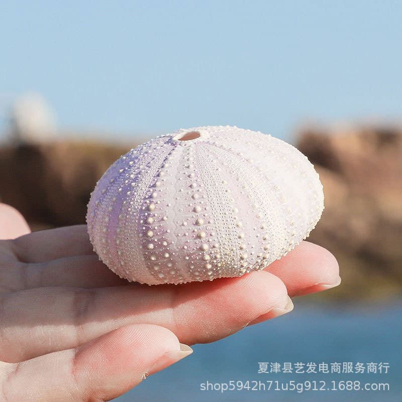 Factory wholesale natural shell and conch craft series, multiple styles and sizes of sea urchin shells, creative home decoration