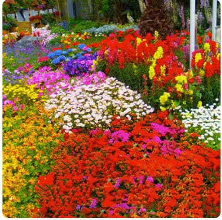 Flower Seeds Four Seasons Sow Bloom Garden Morning Glory Seeds Cosmos Marigold Seeds Wildflower Mix