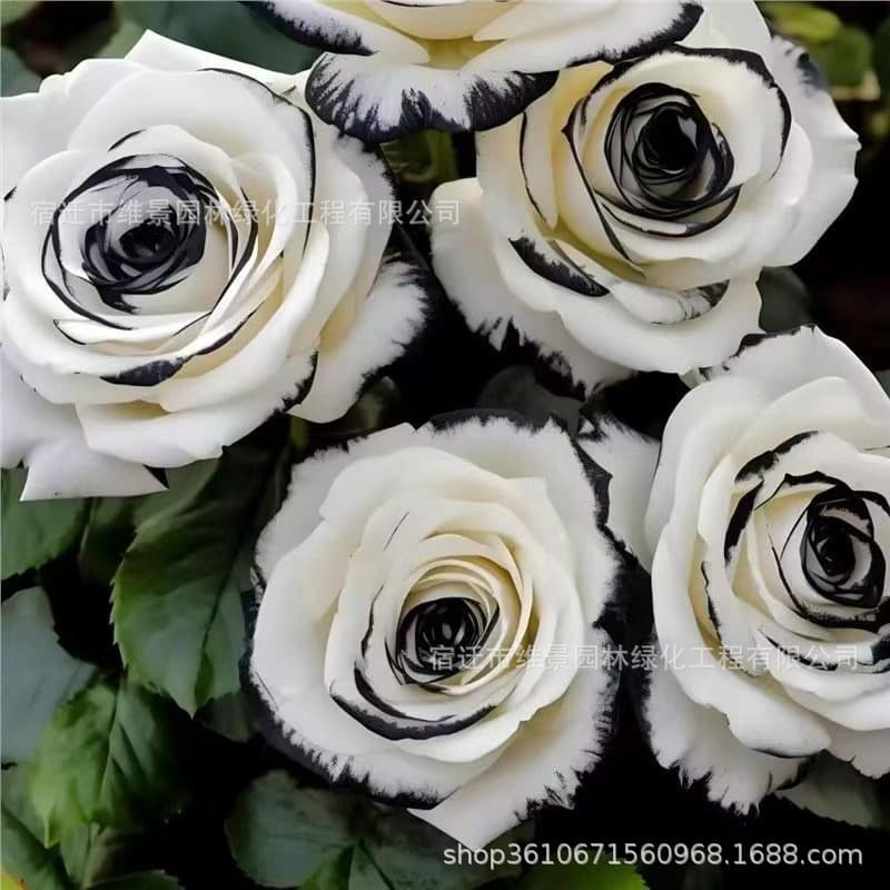Rose seedlings, old stumps, potted green plants, rose bushes, old roots, indoor and outdoor balconies, courtyards, extra-large flowers, all year round