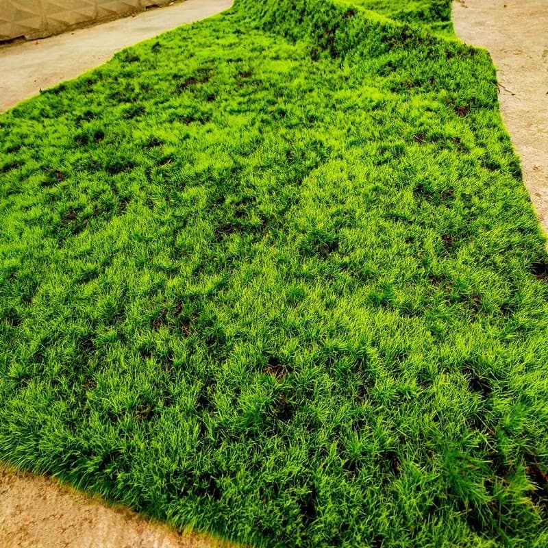 Artificial Moss Turf Lawn, Bulbous Moss Plants, Wedding Flower Wall, Plant Wall, Garden Micro Landscape Soft Design