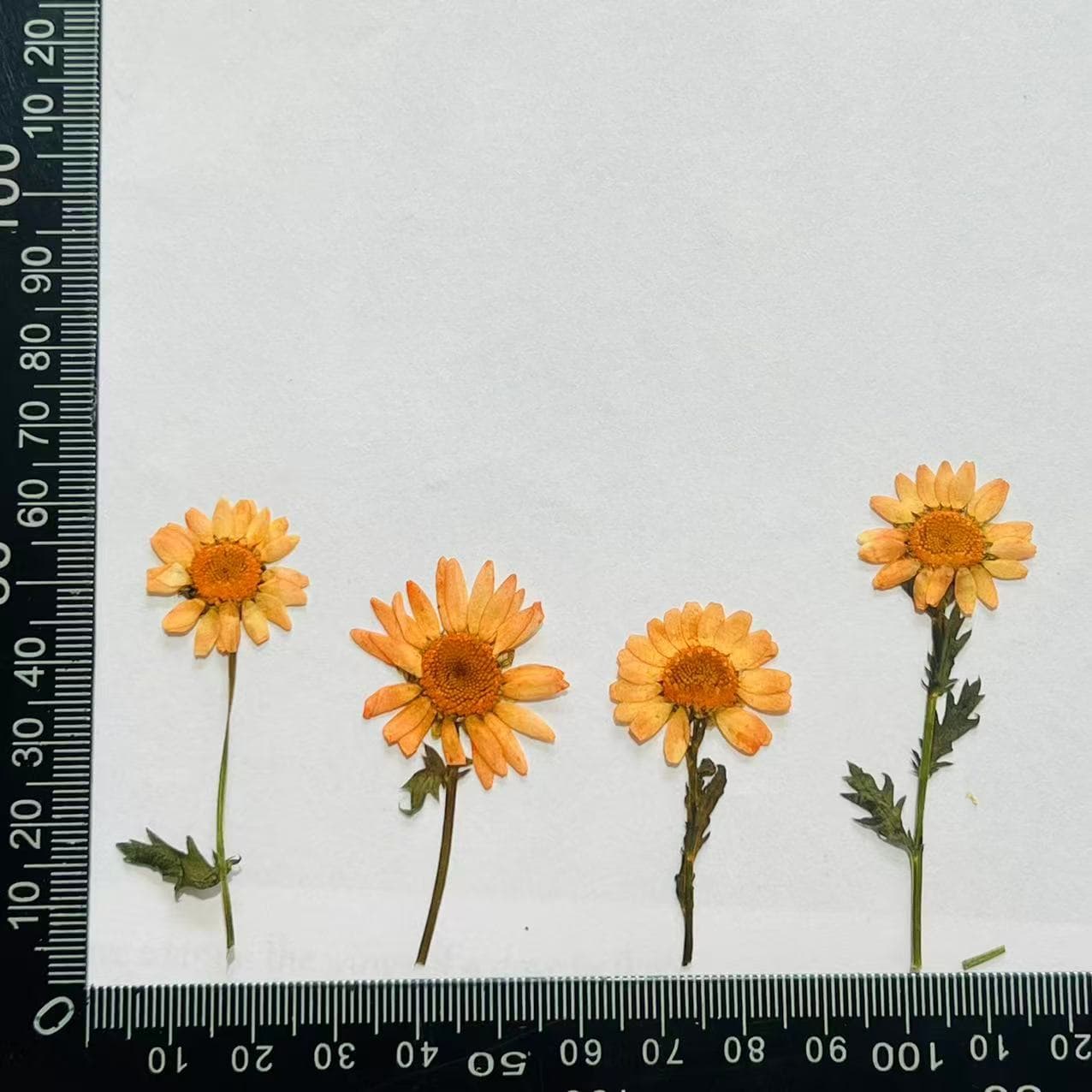 DIY Chrysanthemum with Stem Pressed Dried Flower Kit: Handmade DIY Instagram Bookmarks, Natural Pressed Dried Flower Labels