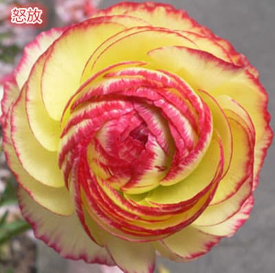 GK Ranunculus florida potted plant, bulbous Ranunculus florida, seeds, indoor and outdoor flowering, easy to grow, mixed flowering plants, blooms year-round.
