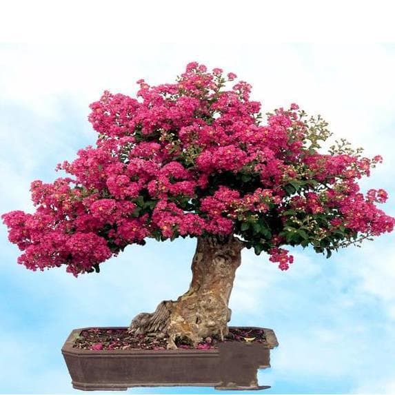 Cross-Border Bonsai Tree Seeds, Green Plant Seeds, Money Tree, Phoenix Wood, Jacaranda Seeds Set, Small Packaging, Dropshipping