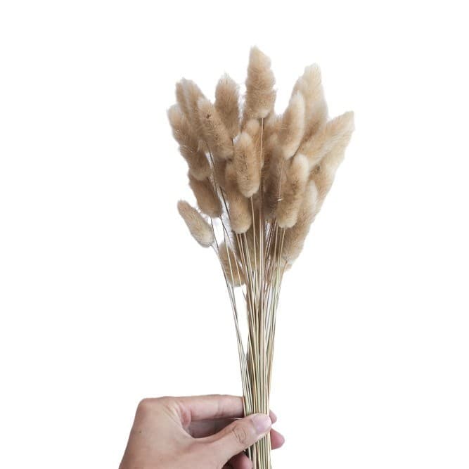 Bunny Tail Grass Dried Flowers Sold by Pound, Gift Bouquet, Ins Decoration Ornaments, Wholesale, Preserved Flowers, Ins Style