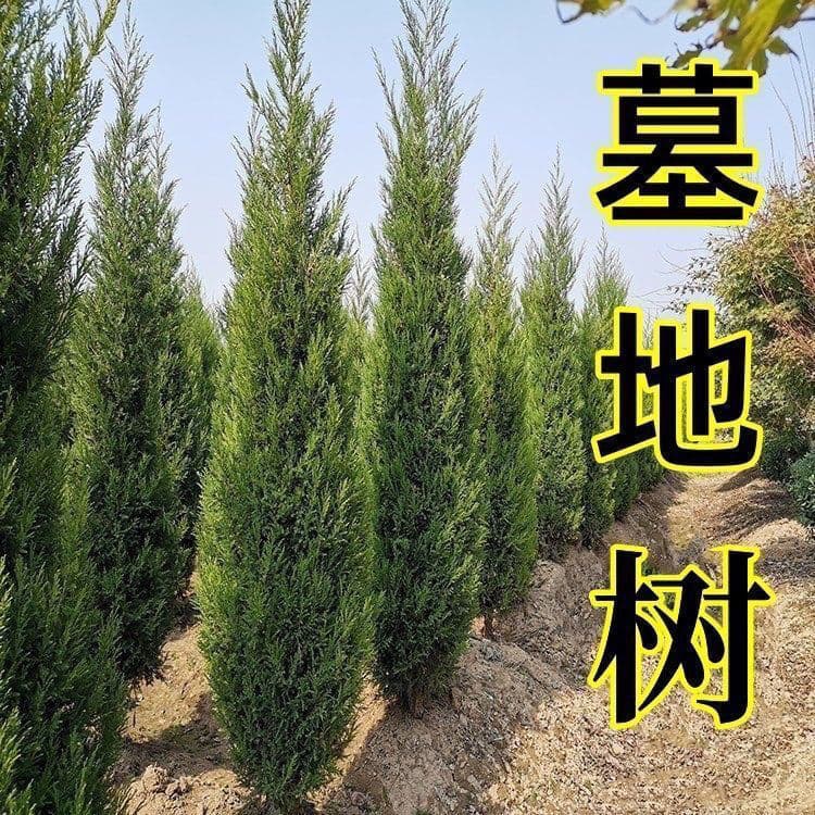 Chinese cypress seedlings, ... dragon cypress, flat cypress, pine and cypress seedlings, pine seedlings, cypress seedlings, round cypress, tower pine, cypress and sesame tree