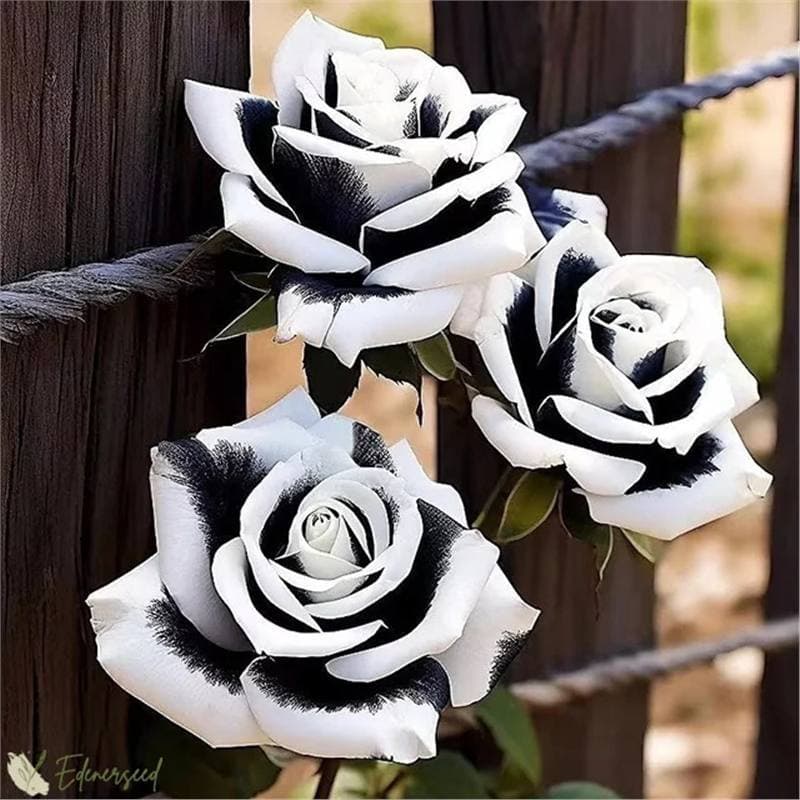 [Cross-border E-commerce Supply] Red Rose Seeds, Green Plant Potted Flowers Fresh Flower Seeds for Potted and Ground Planting (Part 4)