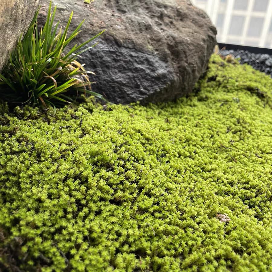 Live Moss - White Hair Moss, Gray Moss, Star Moss, Micro Landscape Short Velvet Moss Plant, Japanese Garden Turf