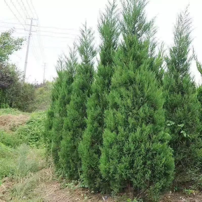 Chinese juniper seedlings, cypress seedlings, dragon juniper, flat cypress, pine seedlings, round juniper, tower pine, cypress, and green plants