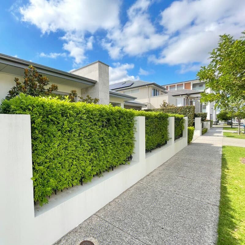 Courtyard Hedge Plants, Holly Saplings, Evergreen Fence Walls in All Seasons, Upright Hokkaido Boxwood Seedlings, Cold-Resistant