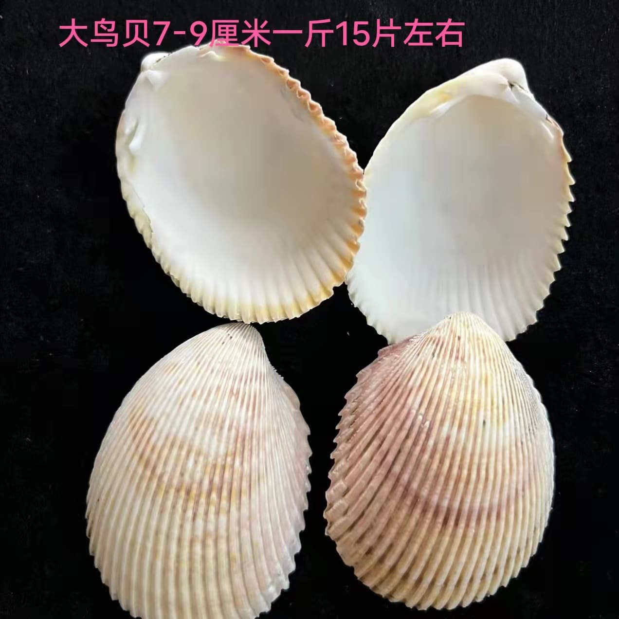 Natural seashells wholesale by kilogram, sourced from origin, for aquarium decoration, crafts, and supplies, 1-9 cm