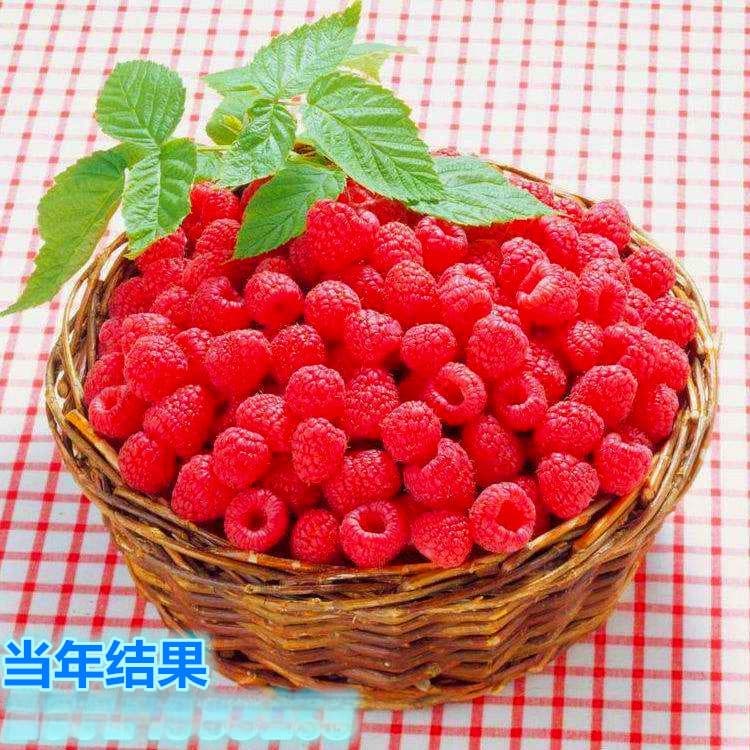 Wholesale raspberry saplings, raspberry saplings, potted black raspberries, red raspberry saplings, silkworm fruit tree seedlings planted in the north and south