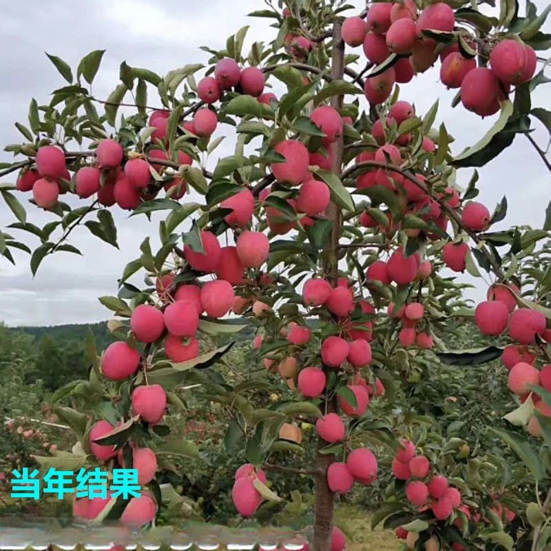 Wholesale chicken heart fruit seedlings, potted Luli saplings, dwarf apple seedlings, courtyard planting, red Fuji, current year results