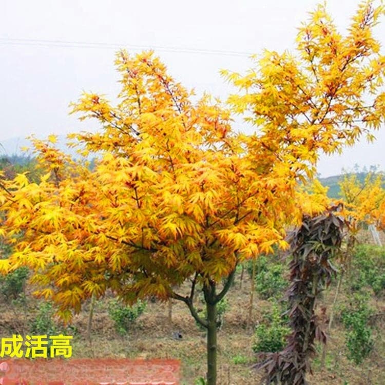 Wholesale red maple saplings, Japanese Orange Dream golden maple seedlings, feather maple red maple potted plants, north and south garden planting