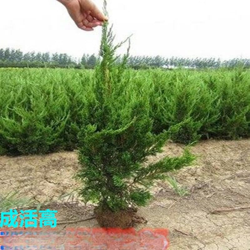 Wholesale Juniperus chinensis 'Kaizuka' seedlings, small Juniperus chinensis 'Kaizuka' trees, Juniperus chinensis 'Kaizuka' saplings, small Juniperus chinensis 'Kaizuka', Juniperus chinensis 'Kaizuka' balls, suitable for northern and southern planting, potted, evergreen all year round
