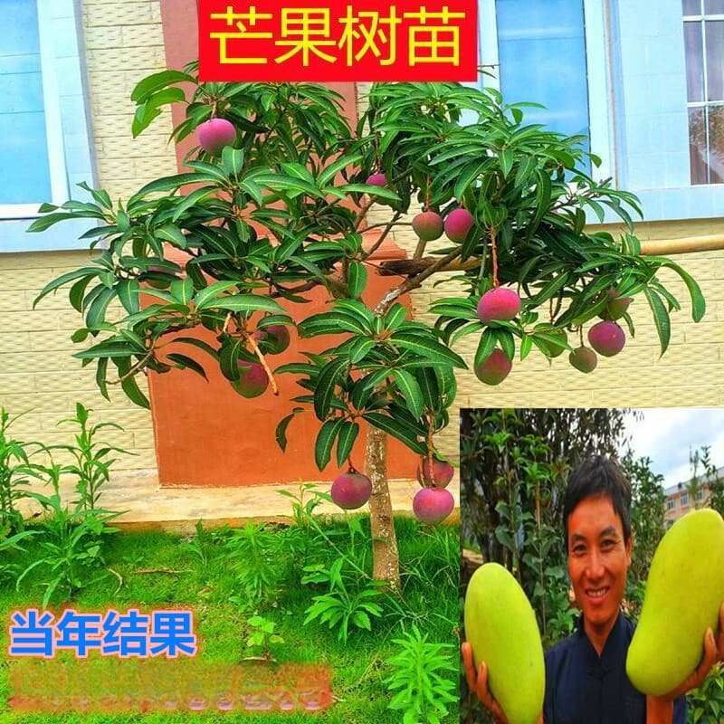 Wholesale Mango Seedlings: Jinhuang, Tainong, Guiqi, Four-Season Mango, Hongfei, Kate, Aomang, Grafted Mango Trees, Small Potted Plants