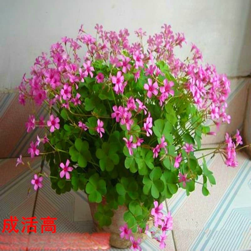 Wholesale Red Flower Oxalis Seedlings, Red-Purple Purple Leaf Oxalis, Three-Leaf Clover, Night Plum, Potted Seedlings for Garden