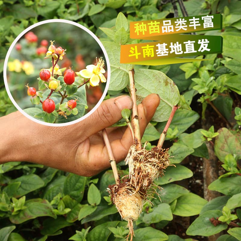 Acacia bean seedlings, fire dragon pearl flower seedlings, Kunming Dounan base straight hair, with flower seedlings now available