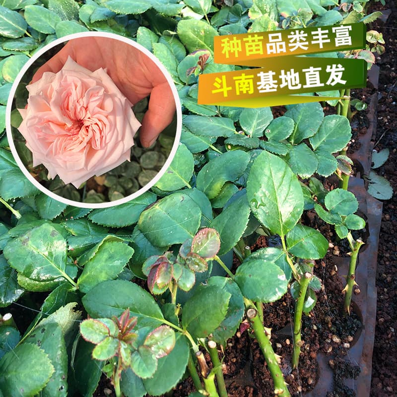 Yunnan Fresh Cut Rose Seedlings Large Fragrant Pink Lychee Roses Floribunda Rose Seedlings Direct from the Base