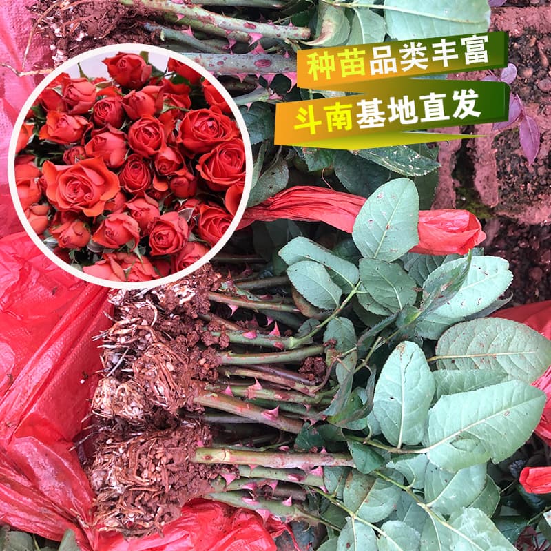 Four Seasons Fenghua Rose Neon Bubble Rose Seedlings Yunnan Rose Seedlings Ornamental Rose Seedlings Multi-head Potted Plants