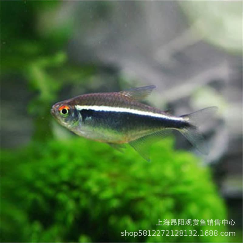 Black Neon Tetra Small Ornamental Fish Black Light Tube Black Light Family Live Freshwater Schooling Neon Live Tropical