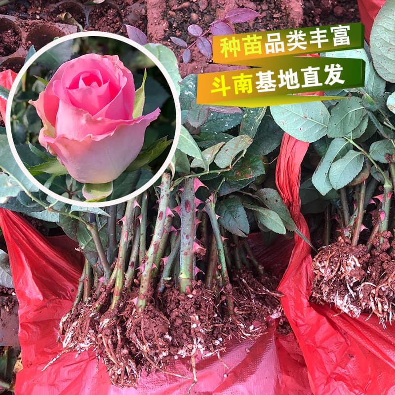Kunming rose seedlings are now available, four-season rose awakening rose seedlings, green ornamental rose seedlings wholesale
