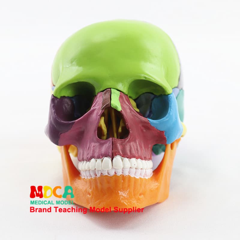 Medical 15-part 1:2 scale human skull model, colorized color, for medical teaching purposes. MTG015