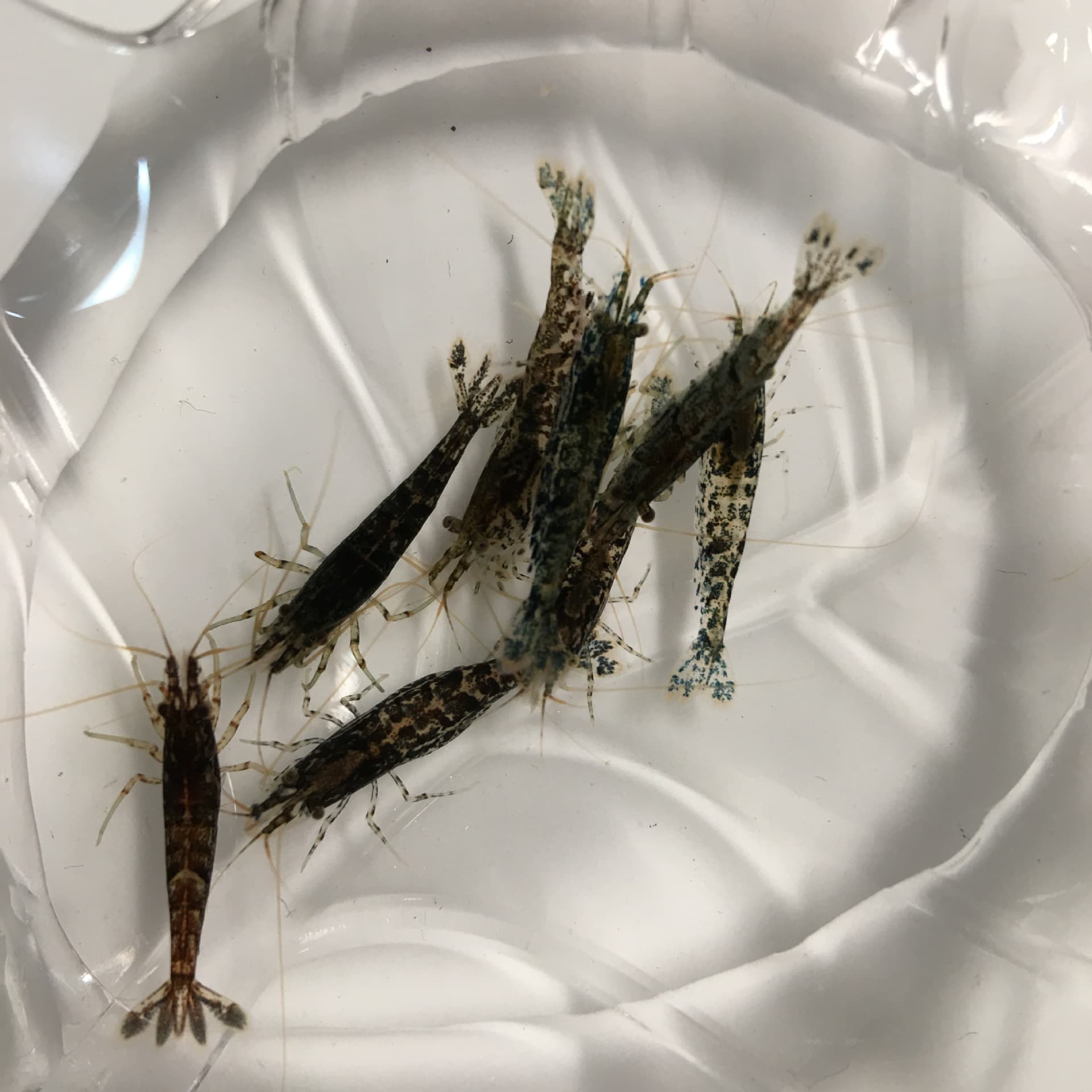 Blue-black cherry blossom shrimp, blue velvet blue glass offspring ornamental shrimp, pet shrimp, tool shrimp, algae-removing shrimp, rice shrimp