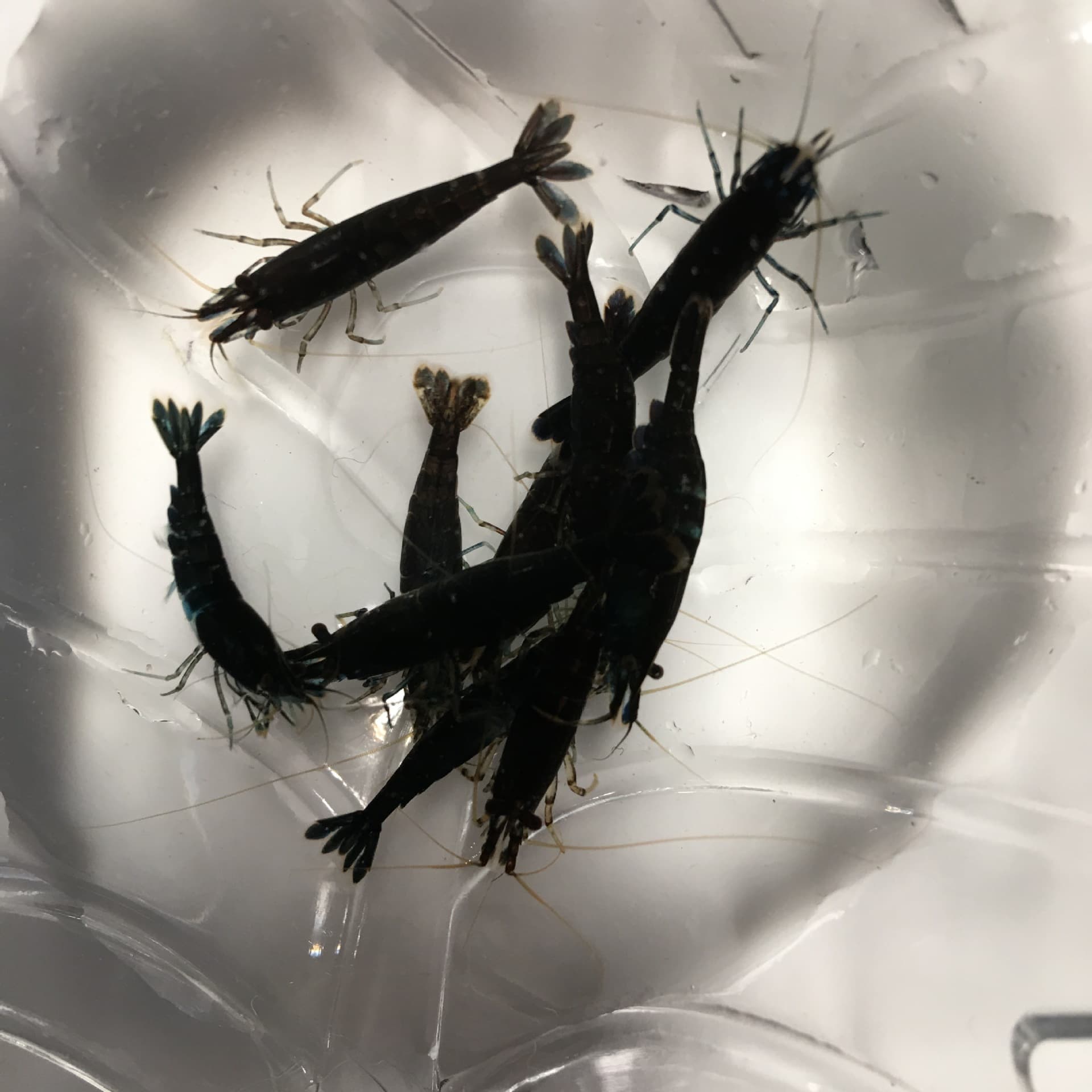 Chocolate shrimp, ornamental shrimp, pet shrimp, algae-removing shrimp, adult shrimp, all-inclusive shipping guarantee, direct from shrimp farm with packaging.