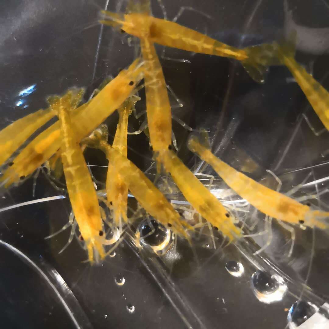 Golden Rice Shrimp Ornamental Shrimp Pet Shrimp Freshwater Rice Shrimp Produced from Own Fishery Wholesale No Packaging Fee