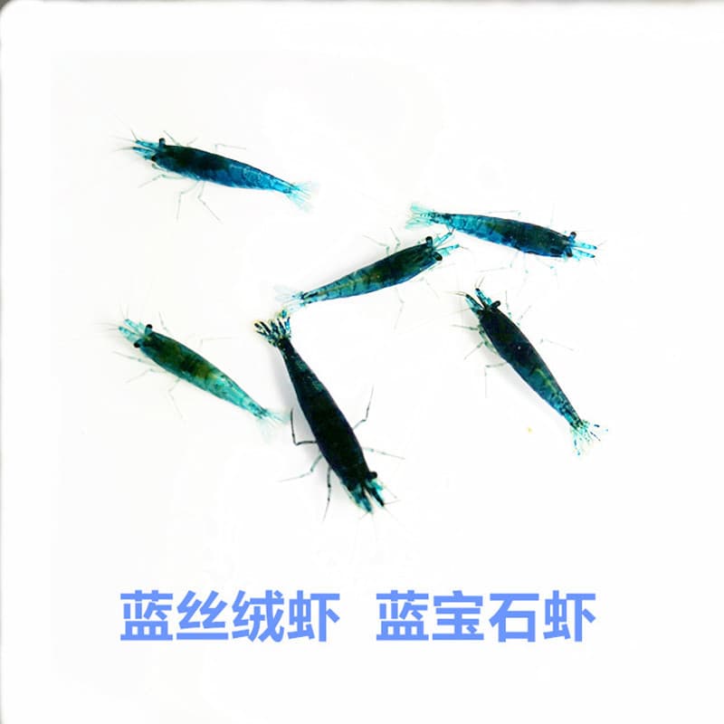 Blue Velvet Shrimp Live Ornamental Shrimp Pet Shrimp Colored Rice Shrimp Aquarium Algae Cleaning Own Shrimp Farm Direct Wholesale