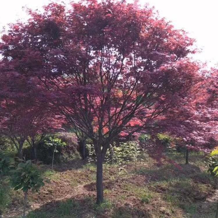 Red Maple Tree Landscape Gardening Greenery Potted Plant Red Maple Shrub Roadside Tree Scenic Tree Special Shaped Bonsai