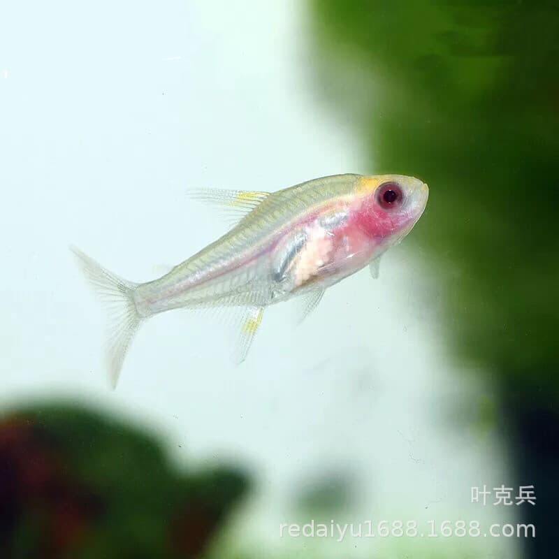 Wholesale Tropical Ornamental Fish Red Belly Glass Fish, Red Belly, Transparent Schooling Fish Wholesale
