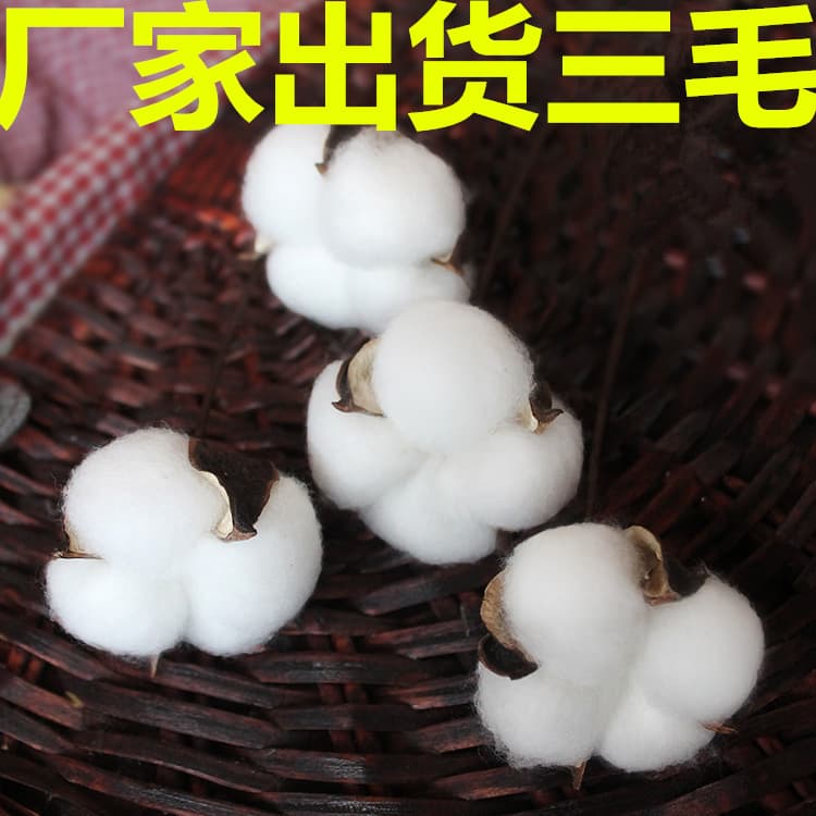 Xinjiang Natural Handmade Cotton Dried Flower Bouquet Everlasting Flower Cotton Head Wholesale DIY Christmas Decoration Material Wreath
