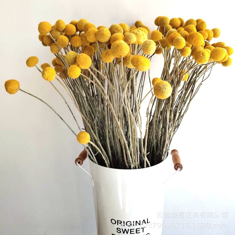 Yunnan Real Dried Flower Bouquet Small Ball Golden Ball Dried Flower Golden Cudweed Small Bouquet Accessories Preserved Flower Wholesale