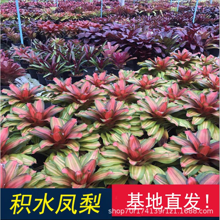 Tank Bromeliads for Paludariums, Rainforest Tanks, Reptile Landscaping, Colorful Soilless Potted Ecological Micro Plants