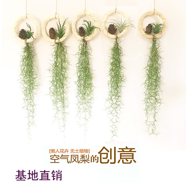 Air Plant Soilless Potted Green Plant Elf Combo Exquisite Gift Small Octopus Medusa Factory Wholesale
