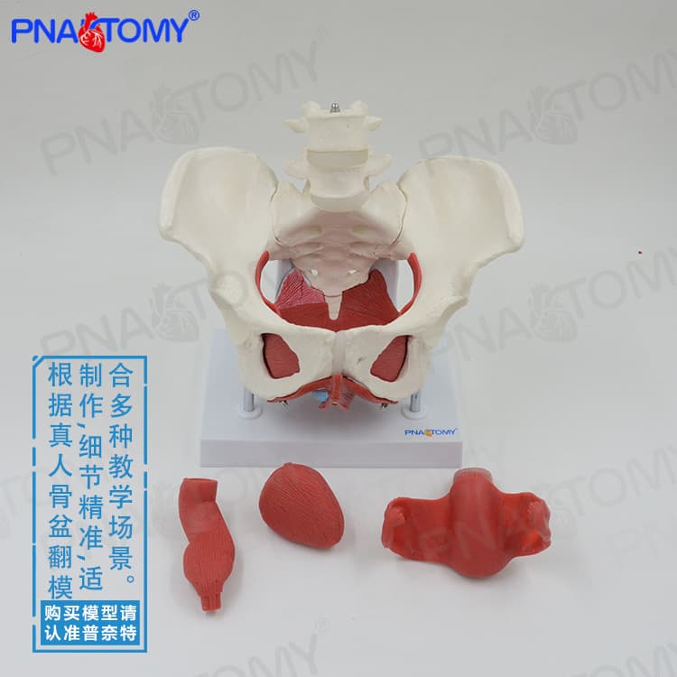 Female Pelvic Floor Muscle Pelvis Spine Model for Family Planning Teaching Mold Pelvic Floor Rehabilitation Internal and External Reproductive Gynecology