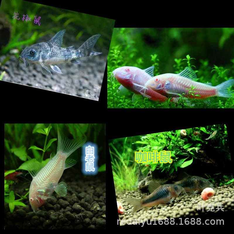 Tropical Ornamental Fish Wholesale Corydoras: White Cory, Coffee Cory, Pepper Cory, Bottom Dwelling Cleaner Fish