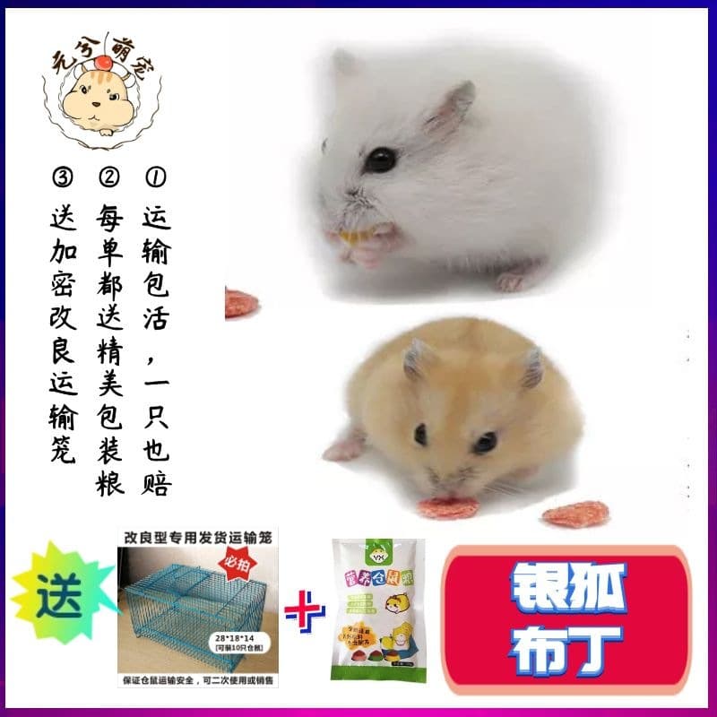 Cute pet silver fox pudding hamster breeding factory wholesale live baby small pet mixed hair delivery young pet cute