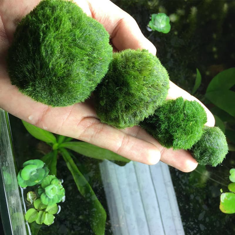 Live Eco-friendly Aquarium Plant Bottle Seaweed Ball Fish Tank Landscaping Decoration Green Algae Ball 2-7cm