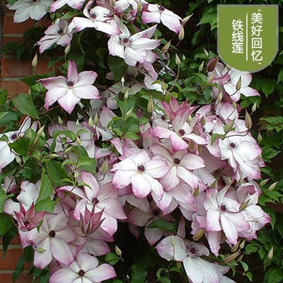 Easy-to-grow indoor clematis bulb seedlings, potted flowers, garden climbing vines, green plants, potted seedlings