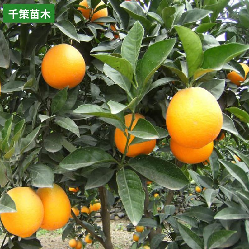 Orange Tree Seedling Potted Plant for Southern and Northern Planting, Grafted Citrus Tree for Four Seasons in Courtyard