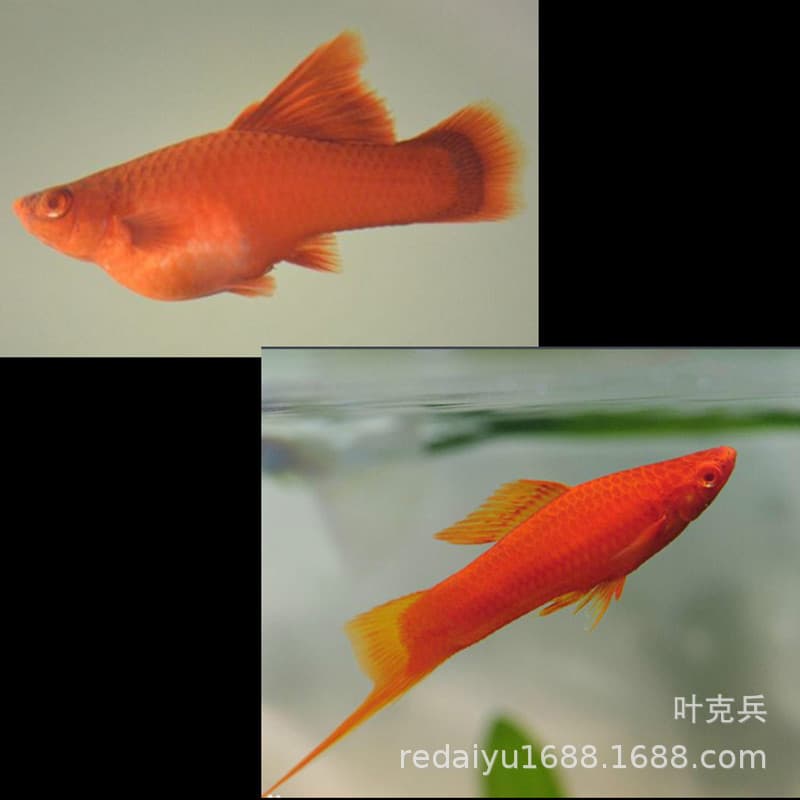 Wholesale Tropical Ornamental Fish: Red Swordtail High-Fin Swordtail Swordtail Fish Livebearer Red Fish