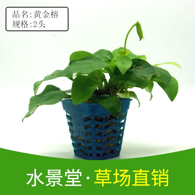 Live Aquarium Plants Wholesale, Golden Anubias, Fish Tank Aquascaping Decoration, Ornamental Anubias Species, Aquarium Landscaping