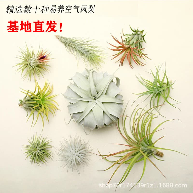 Air Plant Soilless Plant Old Man's Beard Spanish Moss Air Plant Creative Evergreen Indoor Hanging
