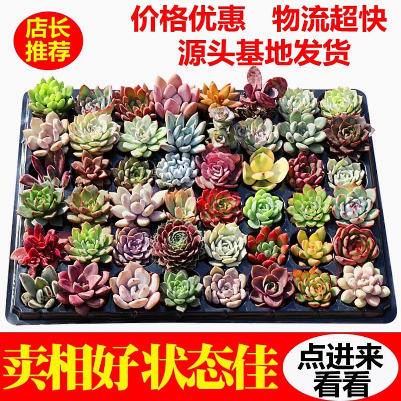 Succulent Wholesale, Succulent Combination Potted Plants, Office Succulent DIY Plug Seedlings Green Plant Combination Echeveria